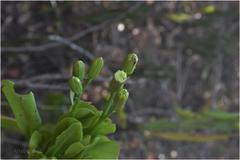 Kleinia grandiflora